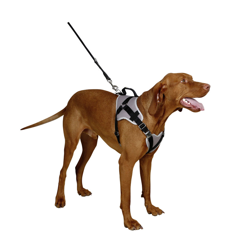 Cinturón de Seguridad Perro - Arcapet