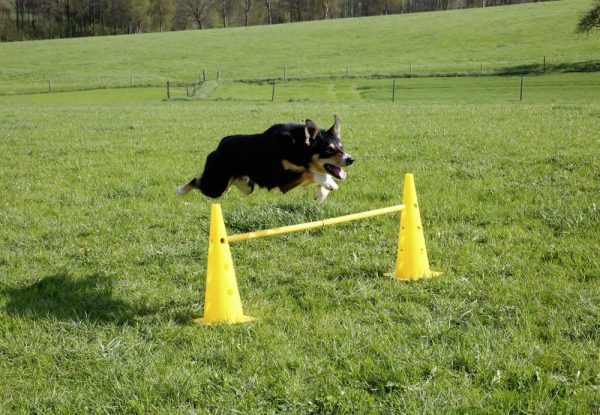 Set Agility 3 Obstáculos - Imagen 4